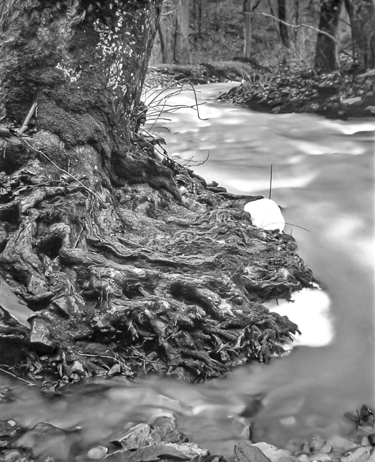 Random Thoughts

Sycamore Roots, Wolf Creek
