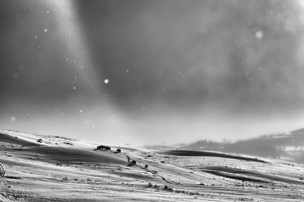 Bison have layers and built in winter clothing!
Bison on Yellowstone's Northern Range in a snow squall.